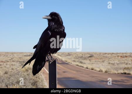 Raven auf Schild in Petrified Forest National Park in Arizona USA Stockfoto