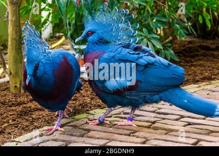 victoria gekrönte Taube Paar zusammen, tropische und bunte Vögel aus neuen Guinea, in der Nähe bedrohten Vogelarten Stockfoto