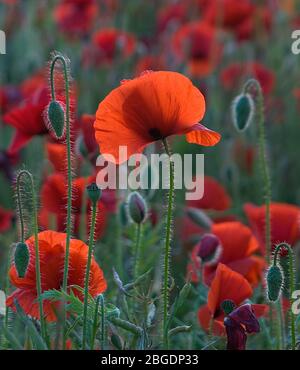 Augenhöhe Ansicht in der Nahaufnahme von wilden Mohnblumen mit Sonnenlicht durch das strömende und Hervorhebung der Scharlach ihrer papierenen Blütenblätter Stockfoto