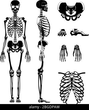 Vektor Silhouette des menschlichen Skeletts. Anatomiebilder. Verschiedene Knochen Stock Vektor