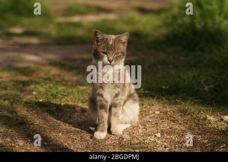 Schöne Eschenkatzen im Garten sitzen. Niedliches Haustier Porträt. Kitty entspannt draußen Stockfoto