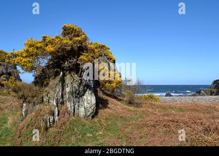 SUNNYSIDE BAY CULLEN MORAY FIRTH SCOTLAND KLEINE BUCHT MIT GELBEN GIEREN, DIE ÜBER EINEM FELSEN WACHSEN Stockfoto