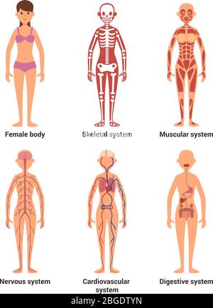 Anatomie des Weibchens. Vektordarstellung von Nerven und Muskelsystem, Herz und anderen Organen Stock Vektor