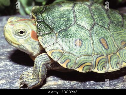 Mesoamerikanischer Schieber, Trachemys venusta Stockfoto