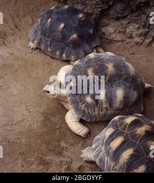 Strahlungsschildkröte, Astrochelys (Geochelone) radiata Stockfoto