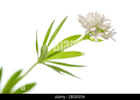 Frische süße Waldmeister auf weißem Hintergrund Stockfoto