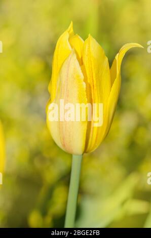 Gelbe Lilie geblüht Tulpe Seattle. Feld gelber Tulpen Stockfoto