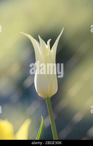 Tulpenblüten reichen in lange Bögen. Lily blühende Tulpe Stockfoto