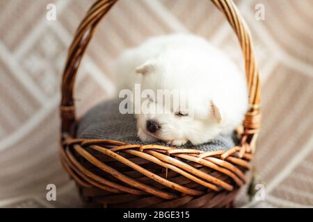 Niedlichen liebenswert flauschig weißen spitz Hund Welpen in einem Korb. Beste Haustier Freund für Kinder Stockfoto