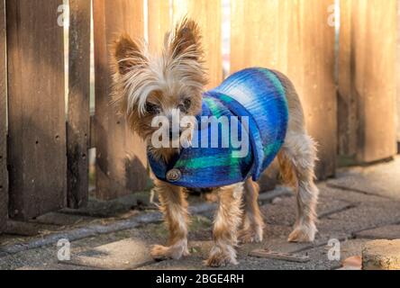 Ein kleiner Hund trägt eine karierte Jacke im Freien Bild im horizontalen Format Stockfoto