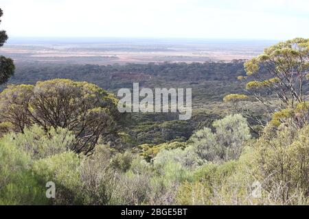 Übersicht über die Landschaft um Norseman, Westaustralien Stockfoto