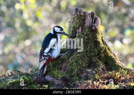 Männlicher Buntspecht (Dendrocopos major) auf einem Baumstumpf im frühen Frühjahr Stockfoto