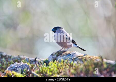 Eurasischer Hündchen (Pyrrhula pyrrhula), fotografiert im Frühjahr. Stockfoto