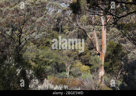 Übersicht über die Landschaft um Norseman, Westaustralien Stockfoto