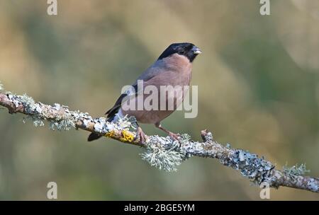 Eurasischer Hündchen (Pyrrhula pyrrhula), fotografiert im Frühjahr. Stockfoto