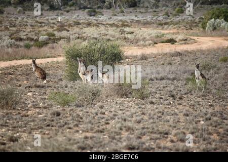 Nullarbor Plain Stockfoto