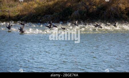 Eine große, überraschte Entenschar zieht in einem Wasserstrahl aus, See Vistonida, Porto Lagos, Region Xanthi, Nordgriechenland. Erstaunliche Natur in Aktion, seichter selektiver Fokus der Vogel-Silhouetten Stockfoto