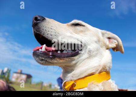 Weißer Hund mit offenem Mund und von unten gesehen. Nahaufnahme. Der blaue Himmel im Hintergrund. Stockfoto