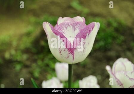 Verschiedene Tulpen in weißen violetten und lilafarbenen Streifen. Weiße Tulpe mit violetten Streifen Shirley Stockfoto