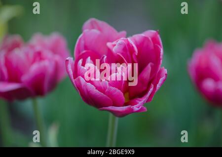 Zweifach rosafarbene Ponytulpe im Garten. Schöne doppelrosafarbene Tulpe Drumline. Pinkfarbene, pfirnblütige Doppeltulpe. Stockfoto