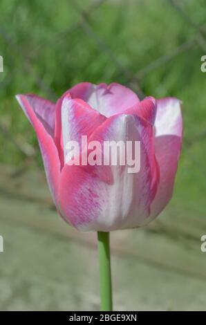 Tulip Del Piero. Weiße Tulpe breit mit Rosa umrandet. Die Blütenhülle ist gestreift oder meliert. Del Piero Tulpe weiß und pink Stockfoto