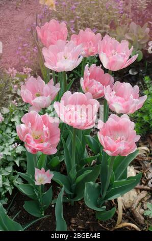 Doppelte pinke Pfingstrose Tulpe im Garten. Schöne doppelte rosa Tulpe Mariage. Rosa Pfingstrose blühte Doppel Tulpe Mariage. Stockfoto