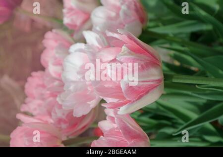 Zweifach rosafarbene Ponytulpe Double Shirley im Garten. Schöne doppelrosafarbene Tulpe. Pinkfarbene, pfirnblütige Doppeltulpe. Stockfoto