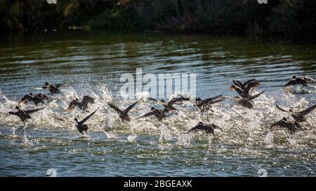 Eine große, überraschte Entenschar zieht in einem Wasserstrahl aus, See Vistonida, Porto Lagos, Region Xanthi, Nordgriechenland. Erstaunliche Natur in Aktion, seichter selektiver Fokus der Vogel-Silhouetten Stockfoto