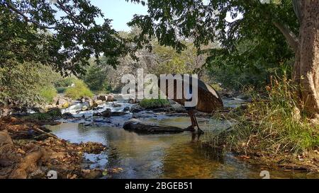 Ein Mann, der einen Fluss des Cauvery Flusses überquert, der ein Korakel und ein Paddel in Hogenakkal, Tamilnadu, Indien, trägt Stockfoto
