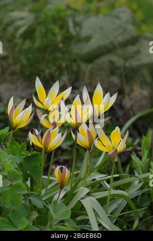 Tulipa tarda wächst im Garten. Tulip Tarda Blume. Kleine Tulpe Tarda Stockfoto
