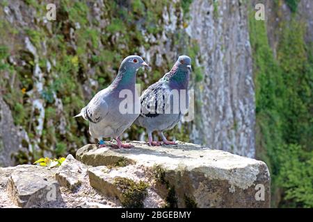 Tauben in Cheptow Castle Wales Stockfoto