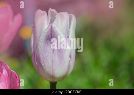 Closeup Triumph Tulpe Shirley in Blumenbeet. Tulpenvielfalt in weiß lila und lila Streifen Stockfoto