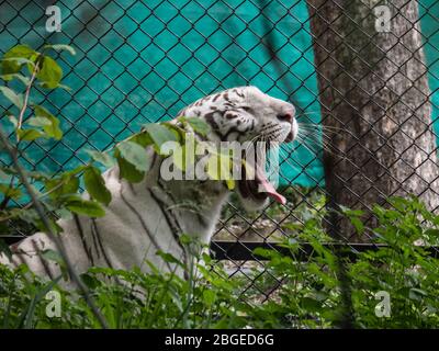 Nahaufnahme eines erwachsenen Tigers gähnend, der seinen Zahn und seine Zunge zeigt Stockfoto