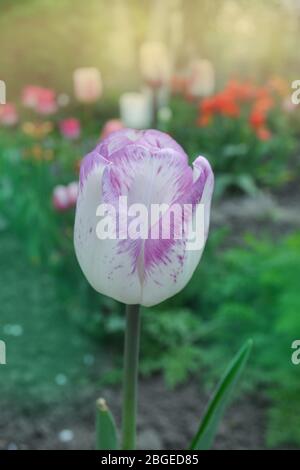 Closeup Triumph Tulpe Shirley in Blumenbeet. Tulpenvielfalt in weiß lila und lila Streifen Stockfoto