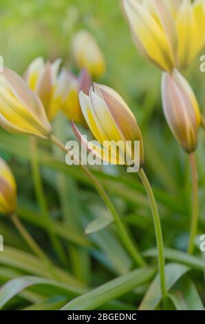 Tulipa tarda wächst im Garten. Tulip Tarda Blume. Kleine Tulpe Tarda Stockfoto