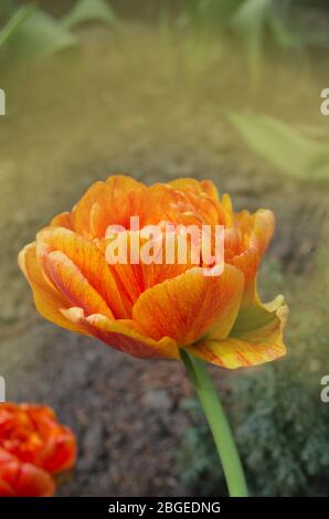 Tulpen Sunlover Pflanzen im Garten. Zweifach orangefarbene Tulpen blühen Stockfoto