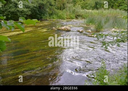 Flache Roaring River, flacher sauberer Fluss im Sommer Stockfoto