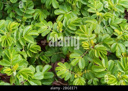 Marienkäfer auf einem wilden Rosensträuchern, das Insekt auf der Blätter von Wild Rose Stockfoto