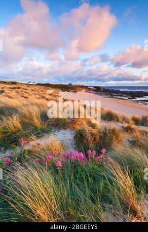 Baldrian Blumen wachsen zwischen den Sanddünen Stockfoto