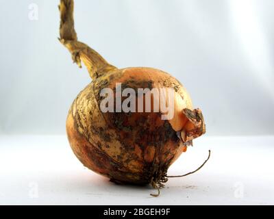 Getrocknete Zwiebel auf weißem Hintergrund. Stockfoto