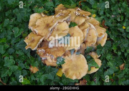 Schöne Nahaufnahme von Waldpilzen. Pilze sammeln. Pilze Foto, Wald Foto, Wald Hintergrund Stockfoto