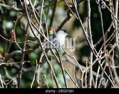 Blackcap (Sylvia atricapilla) in einem Baum, West Lothian, Schottland Großbritannien Stockfoto