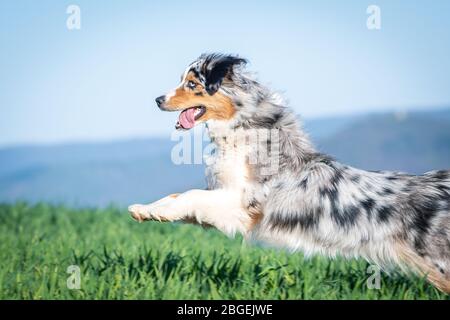 australian Shepherd faceorange blue merle Springen nach links auf Grüns Stockfoto