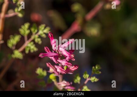 Fumaria sp. Fumitive Pflanze in Blume Stockfoto