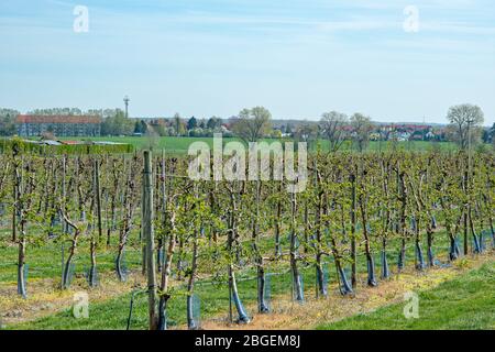 Wurzen, Deutschland. April 2020. Jetzt im Frühjahr beginnen viele Apfelbäume wieder zu keimen. Wie hier im Bereich der Firma Obsthof Wurzen GmbH Quelle: Nico Schimmelpfennig/dpa-Zentralbild/ZB/dpa/Alamy Live News Stockfoto