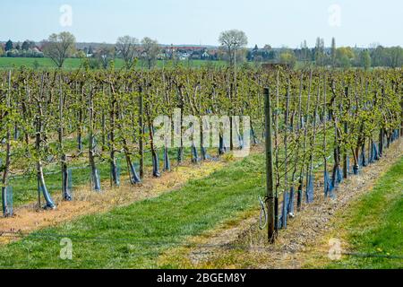 Wurzen, Deutschland. April 2020. Jetzt im Frühjahr beginnen viele Apfelbäume wieder zu keimen. Wie hier im Bereich der Firma Obsthof Wurzen GmbH Quelle: Nico Schimmelpfennig/dpa-Zentralbild/ZB/dpa/Alamy Live News Stockfoto