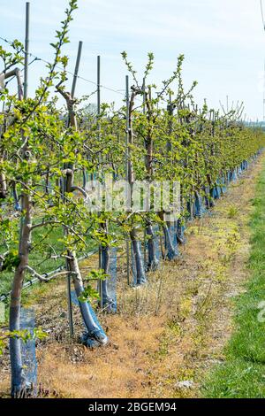 Wurzen, Deutschland. April 2020. Jetzt im Frühjahr beginnen viele Apfelbäume wieder zu keimen. Wie hier im Bereich der Firma Obsthof Wurzen GmbH Quelle: Nico Schimmelpfennig/dpa-Zentralbild/ZB/dpa/Alamy Live News Stockfoto