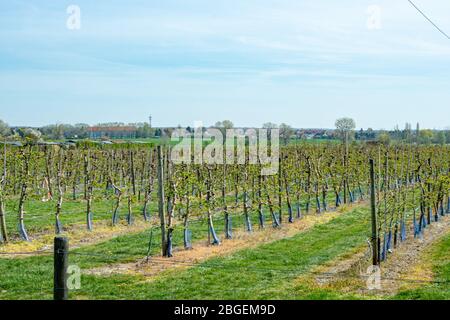 Wurzen, Deutschland. April 2020. Jetzt im Frühjahr beginnen viele Apfelbäume wieder zu keimen. Wie hier im Bereich der Firma Obsthof Wurzen GmbH Quelle: Nico Schimmelpfennig/dpa-Zentralbild/ZB/dpa/Alamy Live News Stockfoto