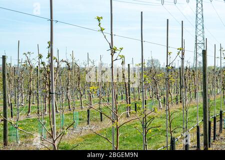 Wurzen, Deutschland. April 2020. Jetzt im Frühjahr beginnen viele Apfelbäume wieder zu keimen. Wie hier im Bereich der Firma Obsthof Wurzen GmbH Quelle: Nico Schimmelpfennig/dpa-Zentralbild/ZB/dpa/Alamy Live News Stockfoto