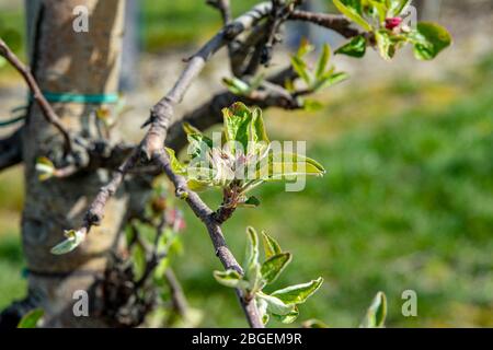 Wurzen, Deutschland. April 2020. Varietät Elstar (Malus domestica). Jetzt im Frühjahr beginnen viele Apfelbäume wieder zu keimen. Wie hier im Bereich der Firma Obsthof Wurzen GmbH Quelle: Nico Schimmelpfennig/dpa-Zentralbild/ZB/dpa/Alamy Live News Stockfoto